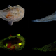 A juvenile Liparis gibbus imaged under white light (top) and under fluorescent lighting (bottom) conditions.